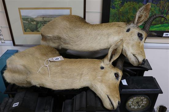 A pair of stuffed ibex